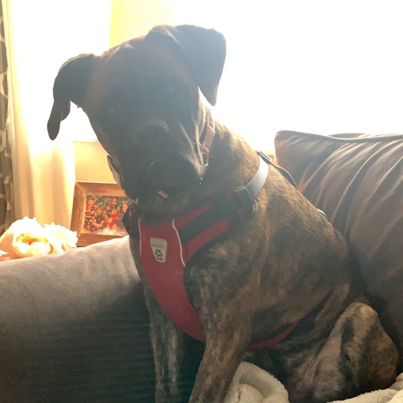 Meet your Posher, Mikaela - Picture 1 of 1